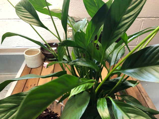 philodendron amazon sunset Philodendron Verrucosum Amazon Sunset