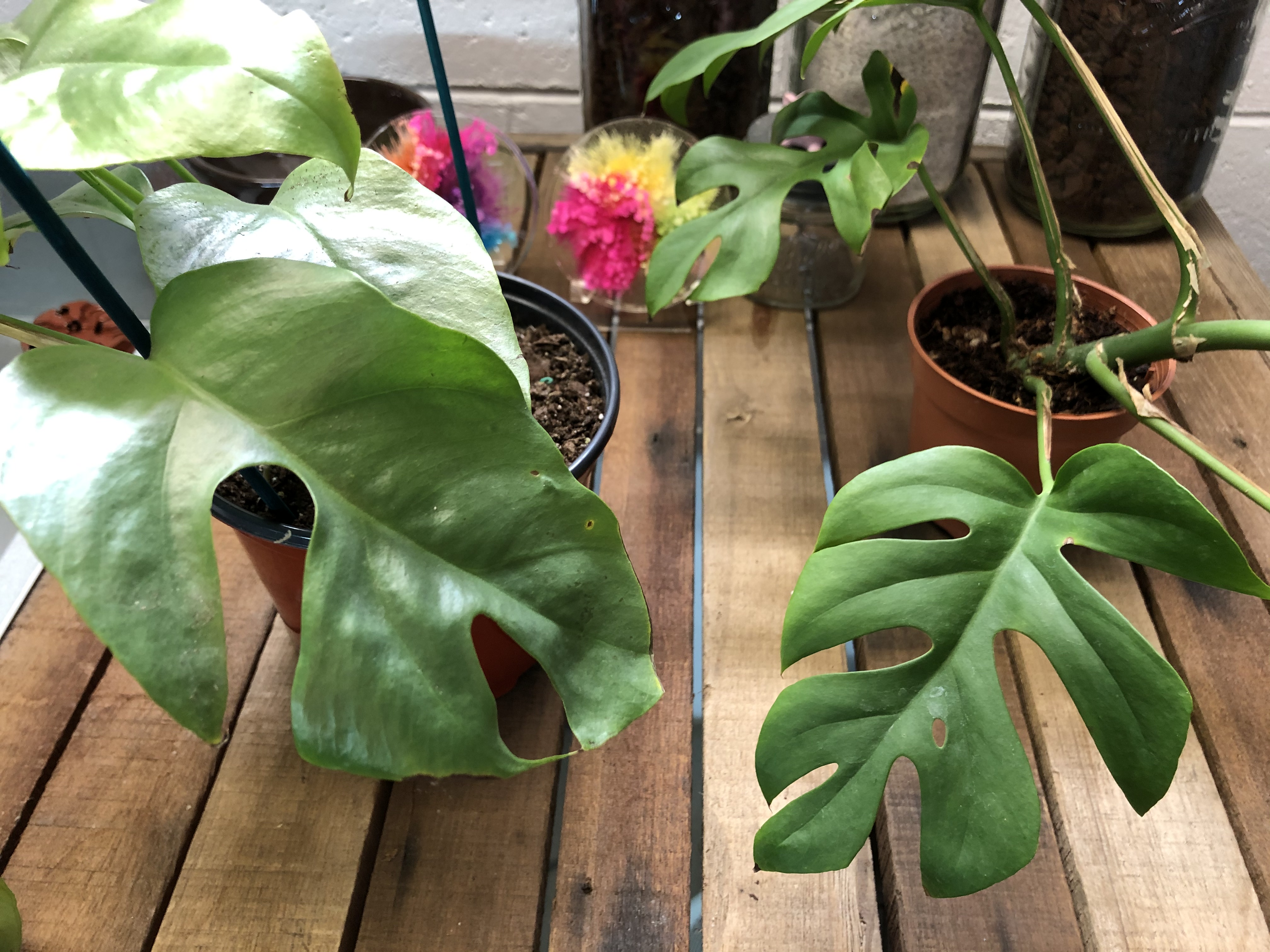 philodendron birkin wiki Philodendron Birkin, White Stripe Leaves main image 1