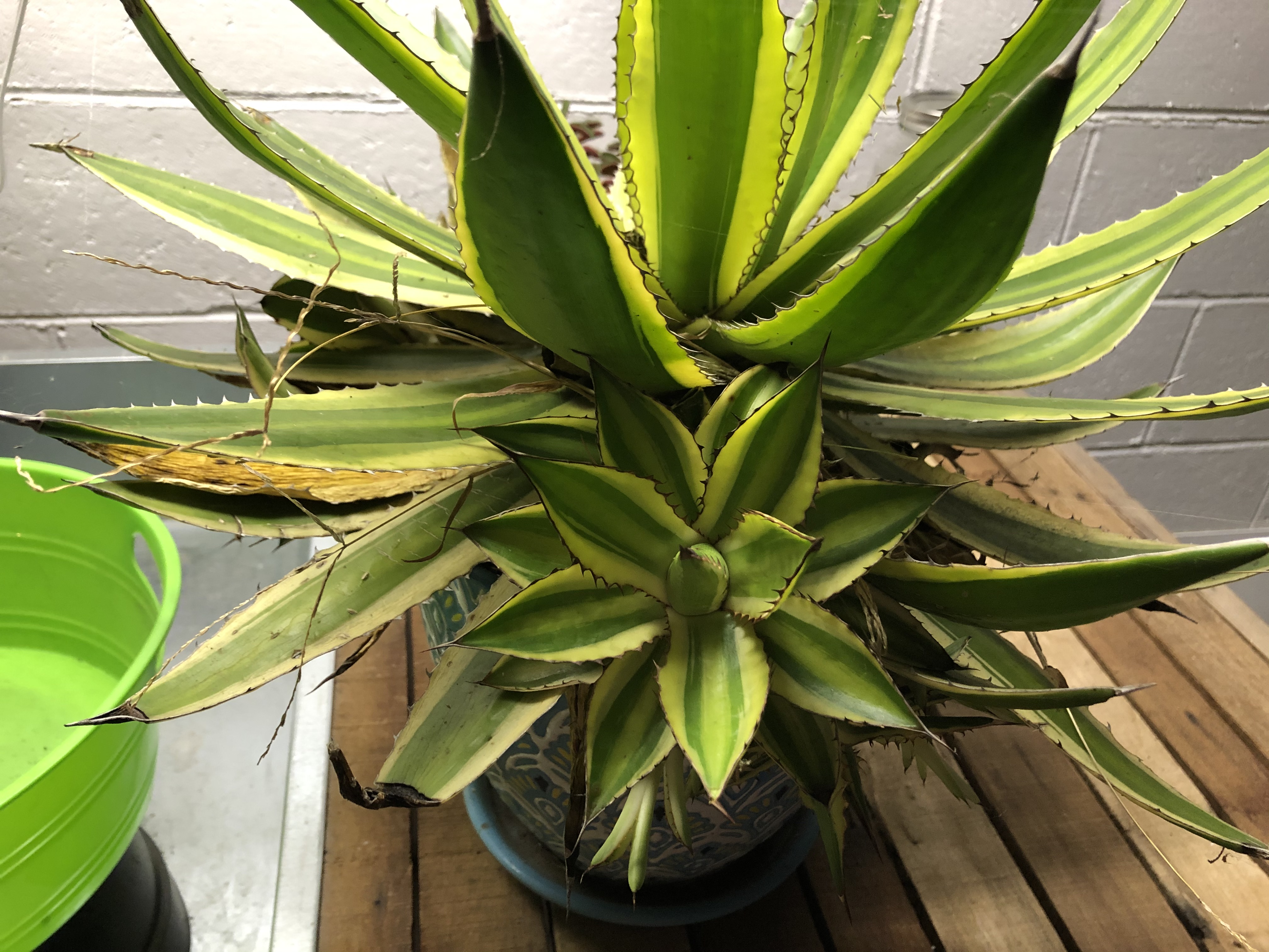 My Agave lophantha 'Quadricolor' Repotting Disaster  Liquidambar Girl  Gardening