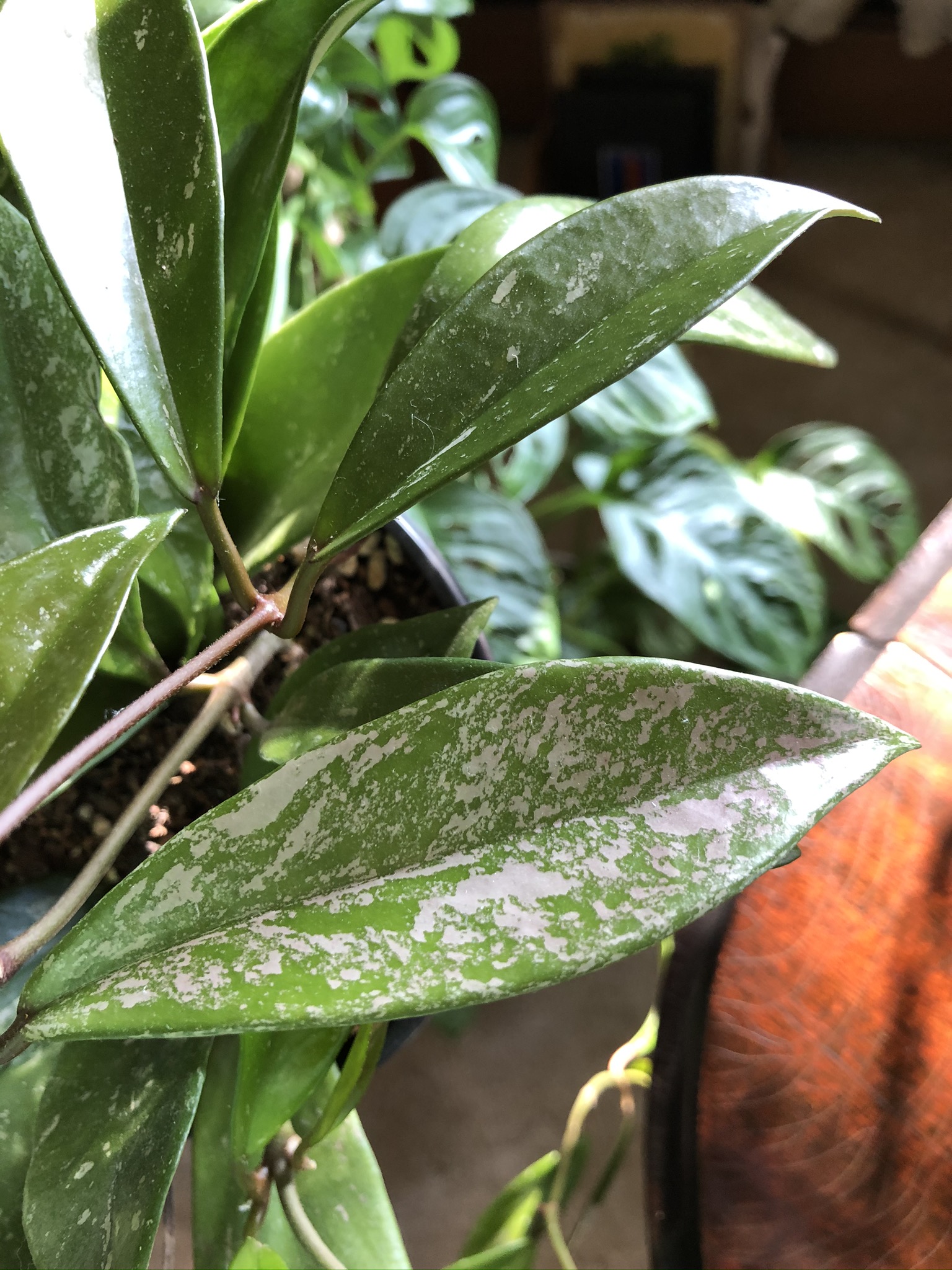 How Many Hoyas Can I Fit in My House? – Liquidambar Girl Gardening