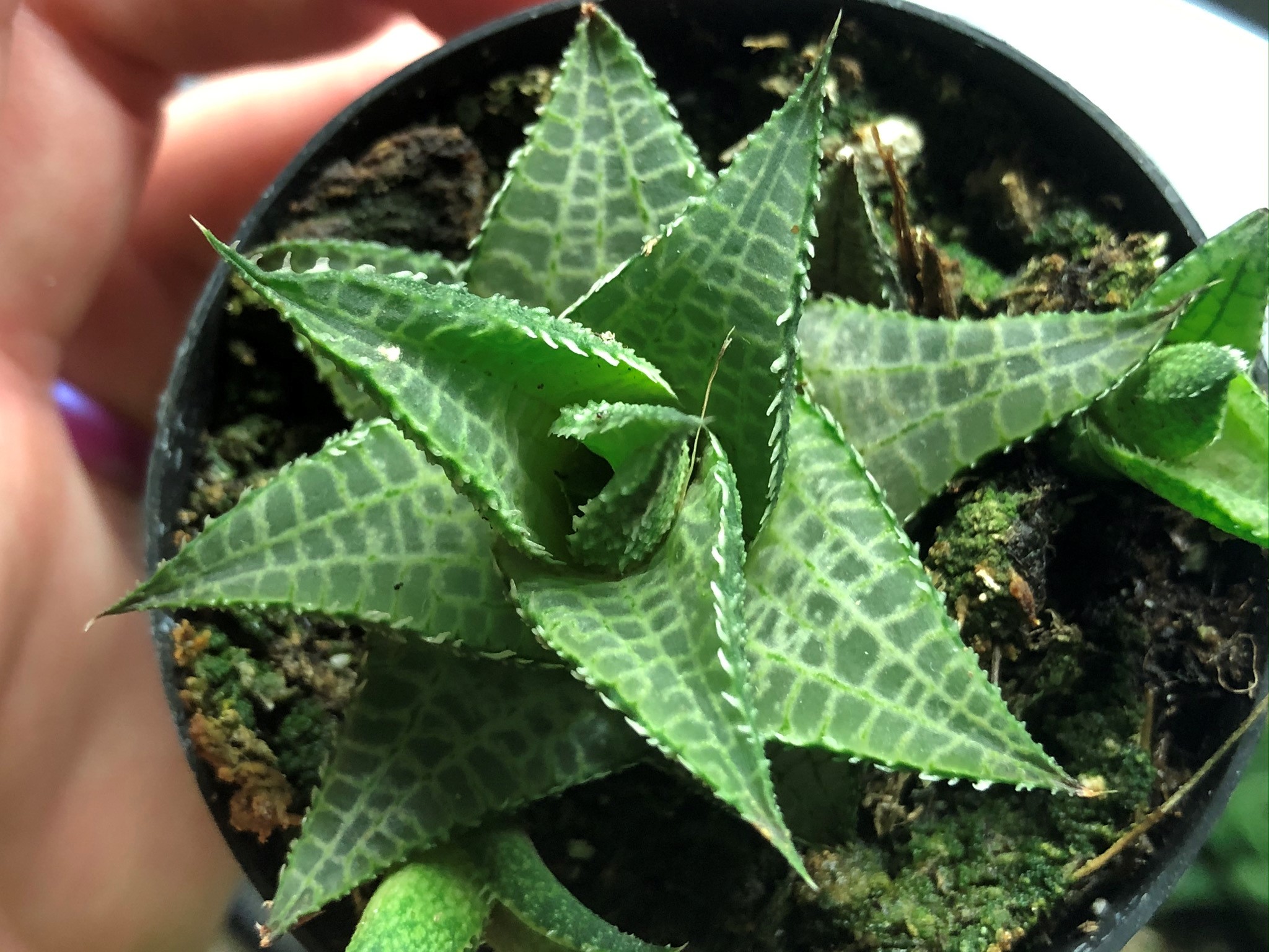 How to Care For Haworthia tesselata  Liquidambar Girl Gardening