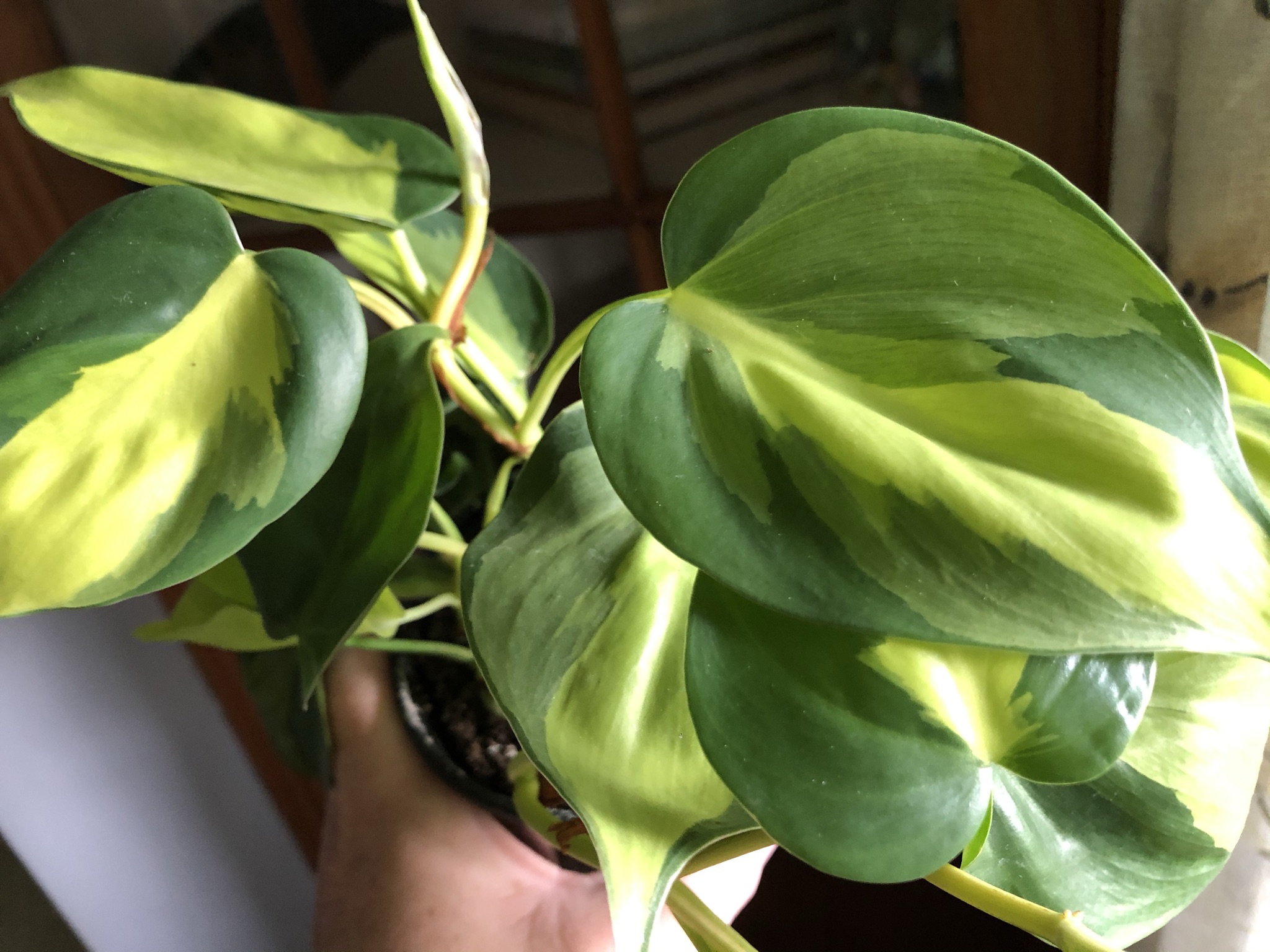 How to Care for Philodendron 'Brasil'  Liquidambar Girl Gardening