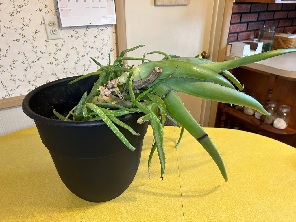 This giant Aloe started out as a tiny baby plant from Walmart.